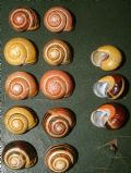 Cepaea nemoralis